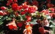 Hoe de zorg voor rode Begonias