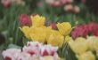 Toepassing van de lente van vlees-en beendermeel aan tulpenbollen in Zone 5