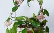 Hoya Carnosa Plant verzorging