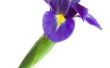 How to Grow Iris bollen binnen
