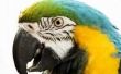 Wat Is de typische levensduur van een papegaai?