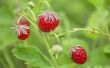 How to Plant aardbeien in Wisconsin