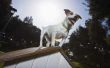 How to Train van Jack Russell Terriers te aanvaarden van katten