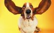 How to Get vette oor druppels uit vacht van een hond