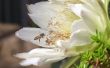 Bewezen Killer Bee insectenwerende middelen