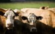 Wat zijn de oorzaken van zware ademhaling bij runderen?