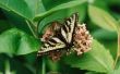 10 verschillende soorten Butterfies