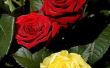 Symboliek van twee dozijn rozen