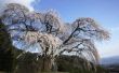 Hoe lang Is een dwerg kers Weeping Willow Tree?