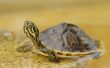 Hoe op te sporen van Baby Water schildpadden