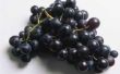 Waarom druif Clusters uitdrogen op de wijnstok?