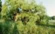 Hoe om te doden een boomstronk Willow