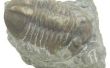Kenmerken van Trilobites