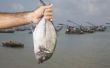 De Humane wijze te doden een vis voor het fileren