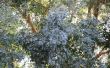 Het behouden van de Eucalyptus bladeren voor gedroogde bloemstukken