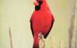 How to Get Rid van kardinalen pikken op uw deur