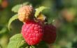How to Get Rid van Bugs op Raspberry planten