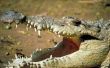 Wat zijn de verschillende soorten krokodillen?