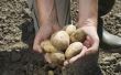 Hoeft de aardappelen zon om te groeien?