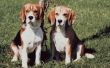 Home Remedies voor droge huid op Beagles