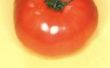 Hoe schip tomaten