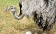 Hoe te schilderen van struisvogel eieren