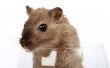 Surefire manieren om zich te ontdoen van muizen & ratten