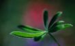 Ziekten & Cures voor Schefflera boom kamerplanten