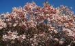 Waarom zet Magnolia bladeren bruin?