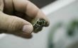 Kleine en middelgrote kwartaal schildpadden die klein blijven