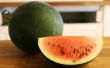 Hoe kunt u zien als een watermeloen slecht is