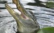 How to Keep Gators uit uw tuin