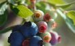 Blueberry afstand en plantgoed
