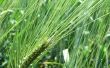 Wordt ammoniak gebruikt voor gras & Weed Killer?