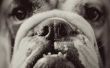 Engels Bulldog pup tandjes informatie