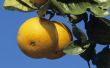 How to Get Rid van fruitvliegen op uw Citrus Tree