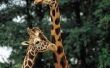 Aanpassingen van giraffen leven in een Savannah