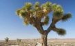 California woestijn dieren & woestijn planten
