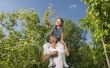 Hoe bemesten fruitbomen met paardenmest