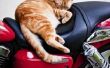 Hoe om te katten weren motorfiets zetels