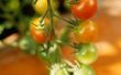 Wat kunt u Tie Up tomatenplanten?
