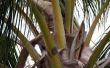 How to Kill schaal op palmbomen
