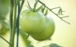 De beste tijd om tomaten Plant in Indiana