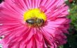 Het gebruik droger vellen om zich te ontdoen van bijen