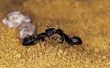 De kleine zwarte mieren die bijten
