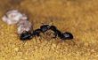 Zwarte mieren in de Winter
