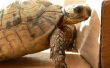 Afrikaanse aangespoord Tortoise dieet