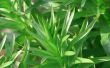 How to Save planten van Weed Killer