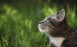 Hoe om katten uit tuinen met een elektrische afrastering