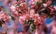How to Grow een kersenboom in de Amerikaanse staat South Carolina, en Lórien (vala)
